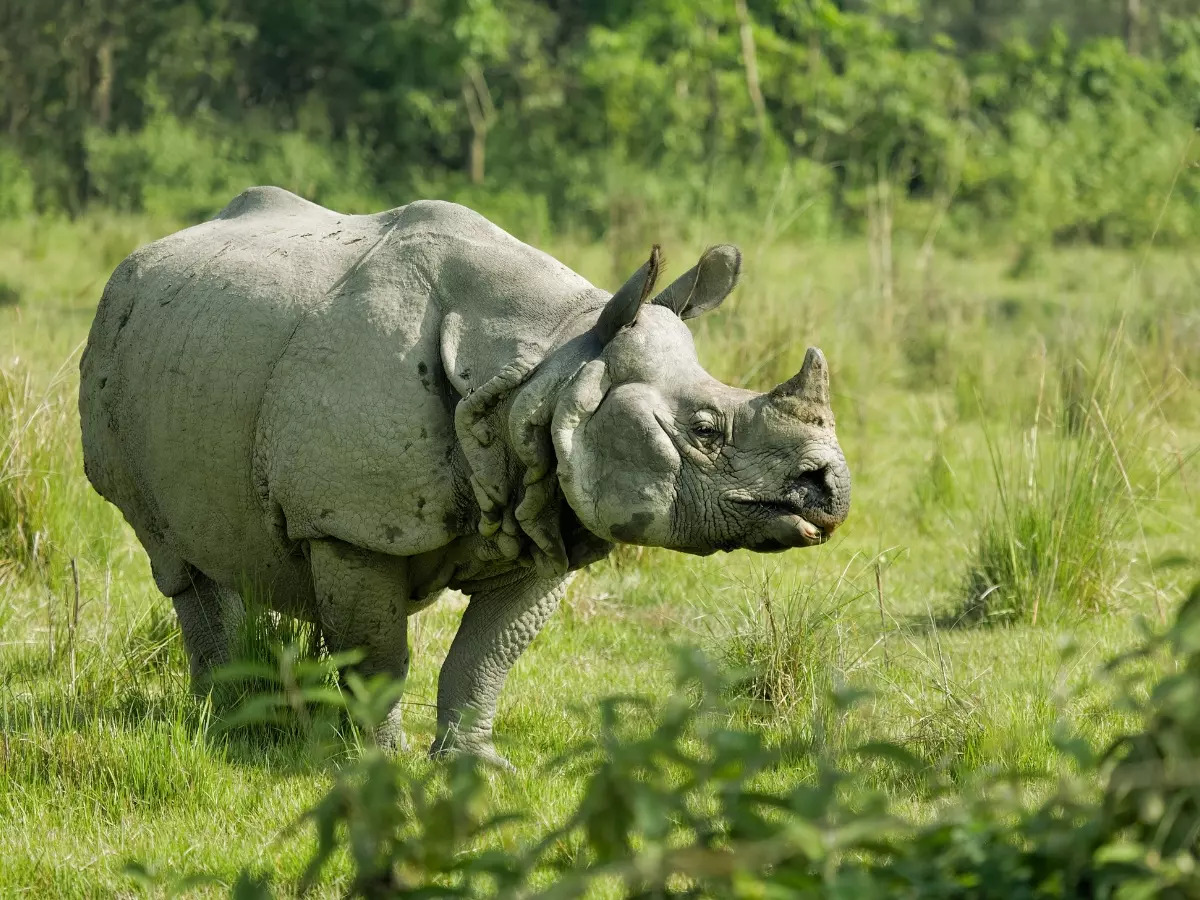 One-horned rhinoceros in Chitwan